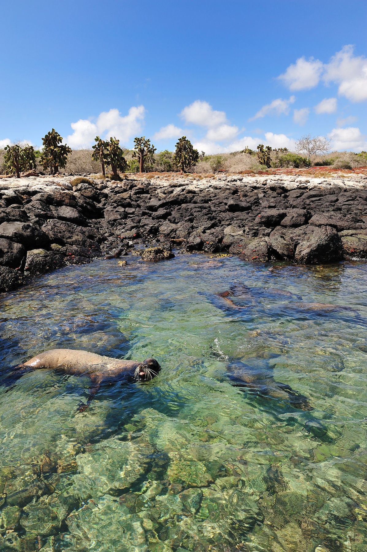 Pikaia Lodge Santa Cruz Island Eksteriør bilde